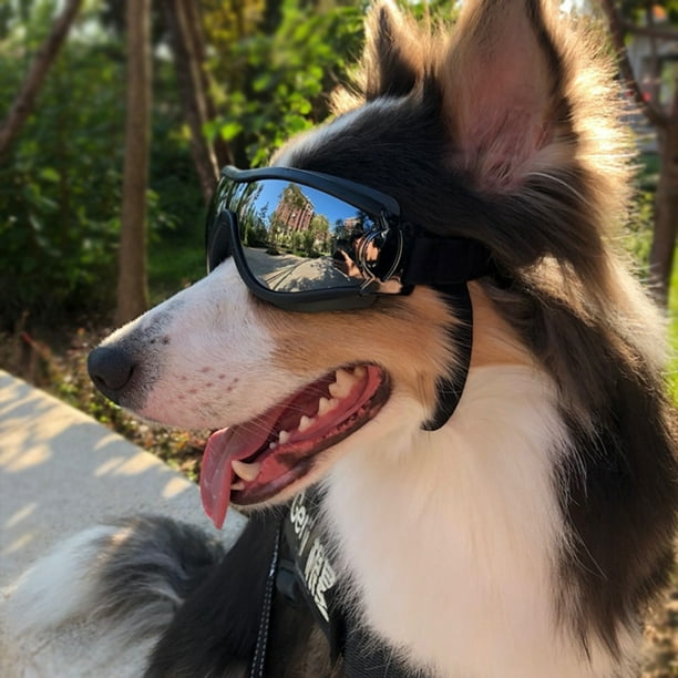 🐾 Gafas Protectores para Perros – ¡Estilo y Protección en Cada Aventura! 😎